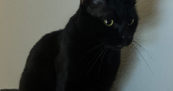 oriane pet sitter à SOUFFELWEYERSHEIM 67460_1