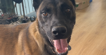 fanny pet sitter à VILLARD BONNOT 38190_2