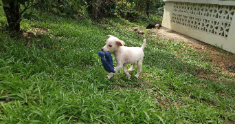 jérômine pet sitter à VANVES 92170_1