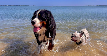 lomane pet sitter à CAMORS 56330_1