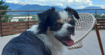 manon pet sitter à Corenc 38700_2