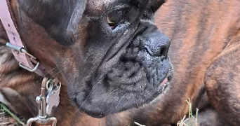 isa pet sitter à PARIS 75008