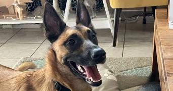 manon pet sitter à STRASBOURG 67200_4