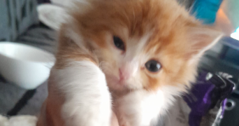 radia pet sitter à VALENTON 94460_2