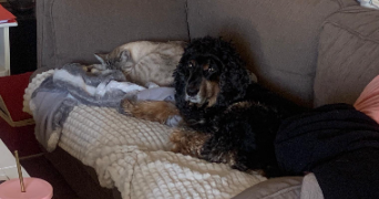 vanessa pet sitter à Saint-Brieuc 22000_3