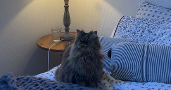 manel pet sitter à POITIERS 86000_7