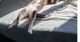 léa pet sitter à VITROLLES 13127_2