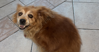 mayleen pet sitter à LANDUNVEZ 29840_5