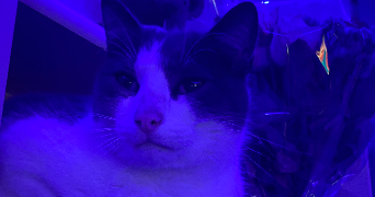 lyz-erina pet sitter à PESCHE 5660_1