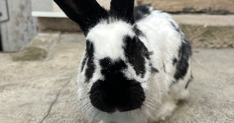 maïlyss pet sitter à PONT ST VINCENT 54550_2