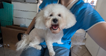 lorena  pet sitter à HEM 59510_2