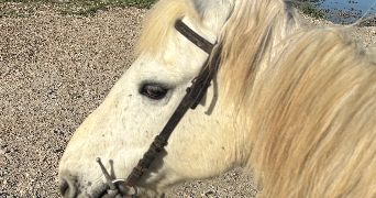 louane pet sitter à EYGUIERES 13430_3