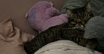 mégane pet sitter à CREPY EN VALOIS 60800_6