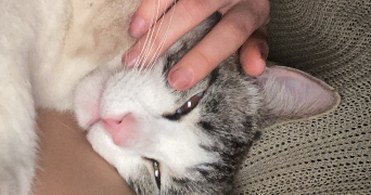 celia pet sitter à ST JULIEN EN BORN 40170_1