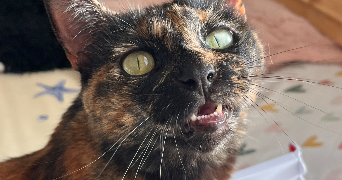 karmen pet sitter à MARSEILLE 11 13011_4