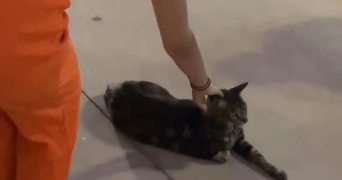 aicha pet sitter à BELFORT 90000_1