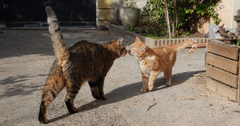 nathalie pet sitter à CALUIRE ET CUIRE 69300_2