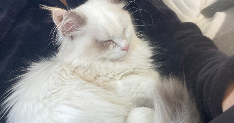 pauline pet sitter à ERDEVEN 56410_2