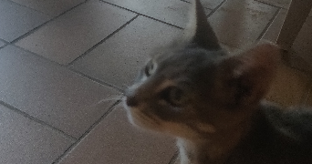 nina pet sitter à DREMIL LAFAGE 31280_0