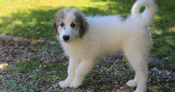 emmanuelle pet sitter à Huelgoat 29690_3