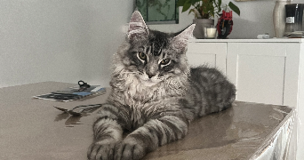 chloe pet sitter à VERTOU 44120_4