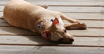 laurence pet sitter à Paris 75020_1