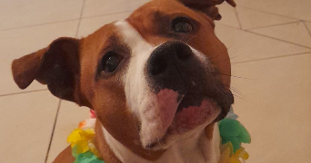 mathilde  pet sitter à Bienvillers au bois 62111_7