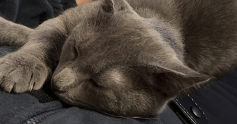 alice pet sitter à MONTIGNY LE BRETONNEUX 78180_2