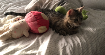 lili pet sitter à GOUVIEUX 60270_2