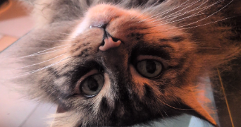 astrid pet sitter à MONTPELLIER 34000_1