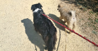 emilie pet sitter à ROUVILLERS 60190_4