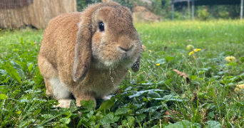 victor pet sitter à LAMBERSART 59130_2