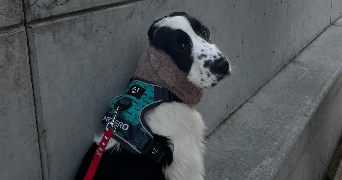 léane pet sitter à FONTAINE LE COMTE 86240_2