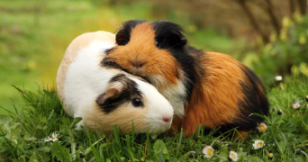 colyne pet sitter à FONTENAY LE FLEURY 78330_0
