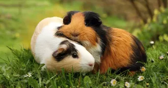 colyne pet sitter à FONTENAY LE FLEURY 78330