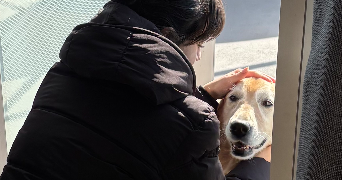 alice pet sitter à RENNES 35000_1
