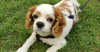 mélissa pet sitter à GARDANNE 13120_3