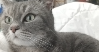sybiline pet sitter à CORCY 02600_2