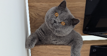 aurelia pet sitter à BRUGES 33520_3