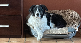 marine pet sitter à MONNES 02470_1