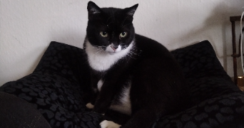 elodie pet sitter à PARIS 13 75013_3