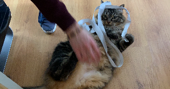 léa pet sitter à MONTPELLIER 34000_3