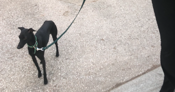lea pet sitter à VILLEURBANNE 69100_2
