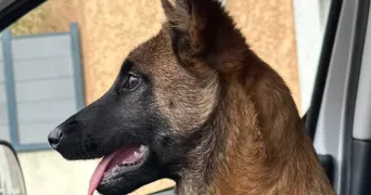 leila pet sitter à VALENCIN 38540