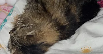 emma pet sitter à MEYZIEU 69330