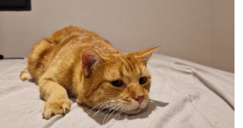 raphaelle pet sitter à MONTPELLIER 34000_0