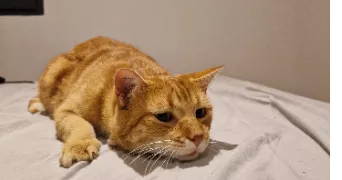 raphaelle pet sitter à MONTPELLIER 34000