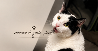 benjamin pet sitter à PONTAULT COMBAULT 77340_7
