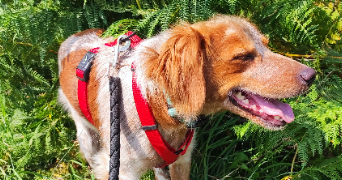 thiven pet sitter à NANTES 44000_2