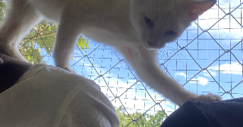 boudillon pet sitter à PETIT BOURG 97170_4